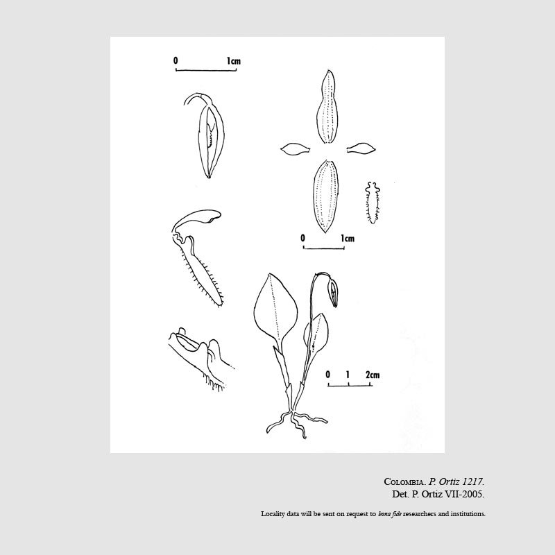 Ophidion carrilloi